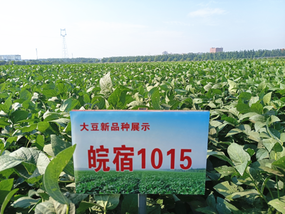 皖宿1015_副本.png
