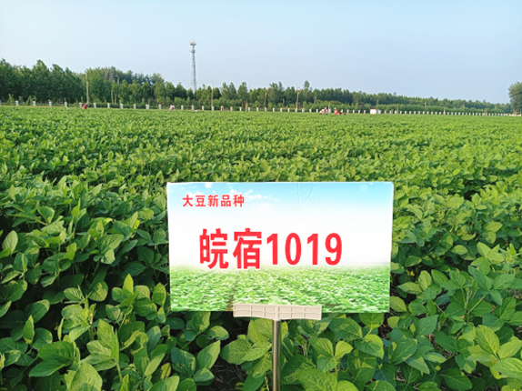 皖宿1019_副本.png